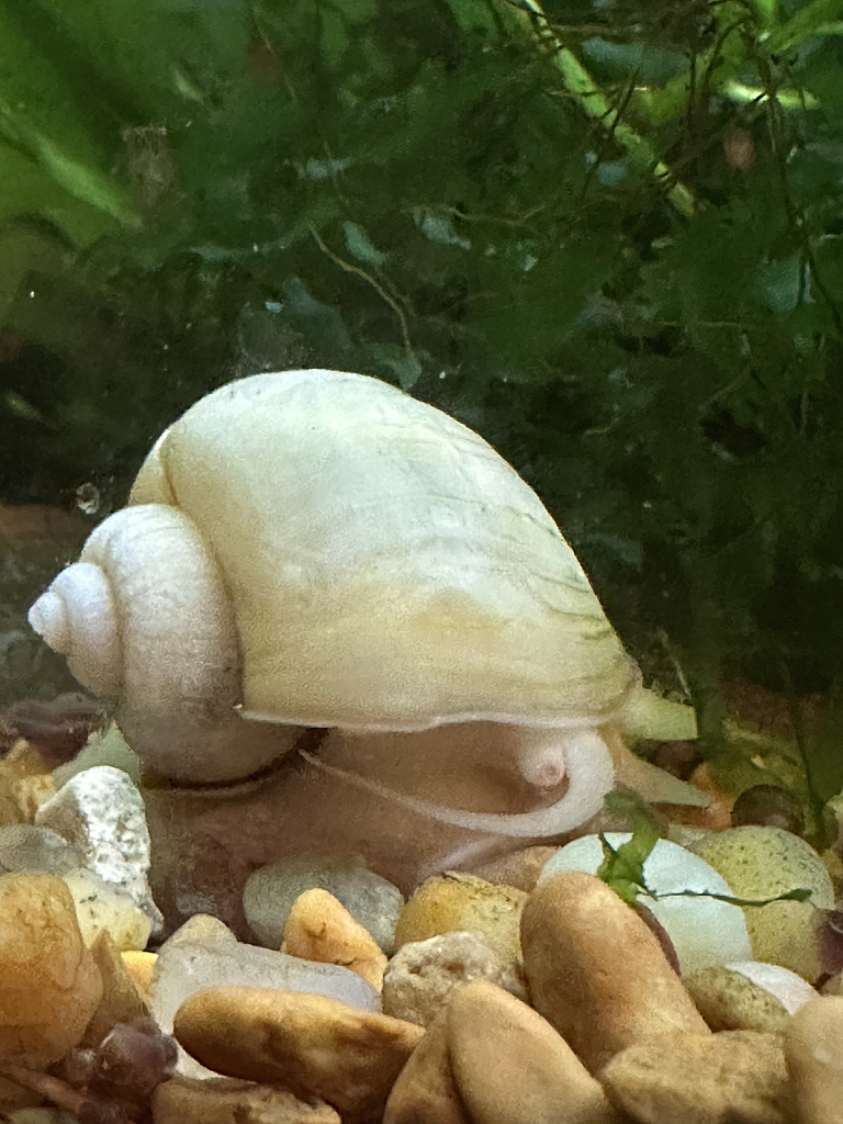 White mystery snail