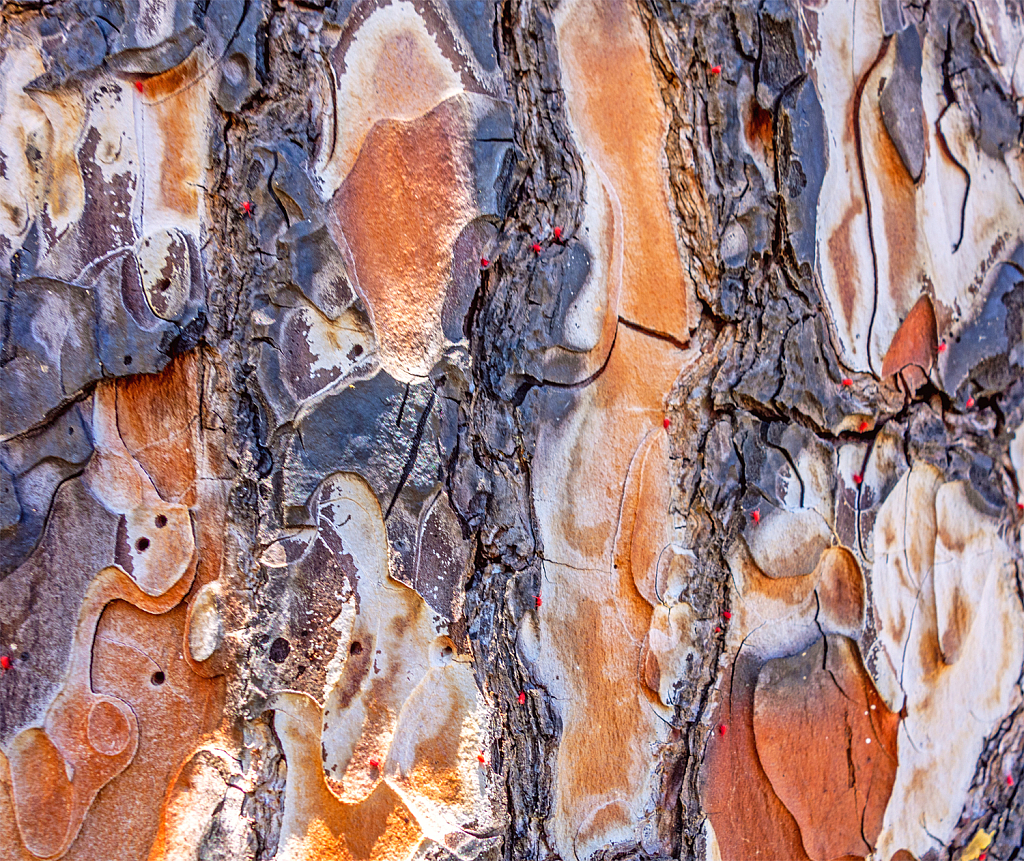 Tree Trunk. Abstract.