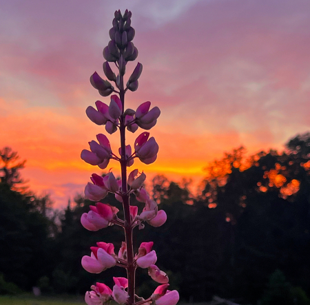 Lupines and Sky 