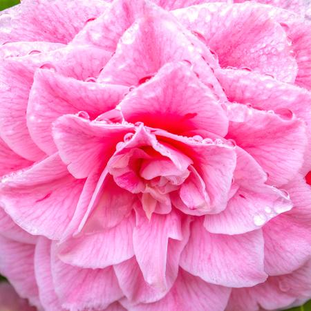 Pink Irish Rose