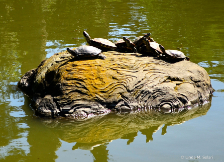 Turtle, Party of Six, Your Log Is Ready