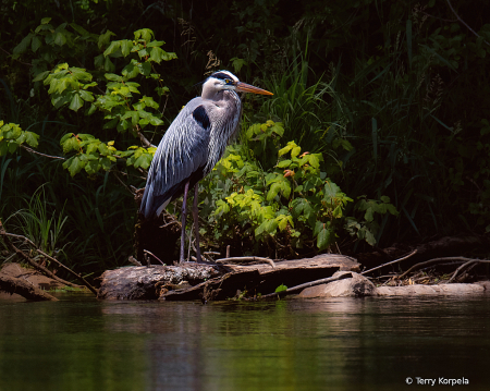 Great Blue Heron on the Watauga River