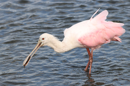 Spoonbill with Lunch