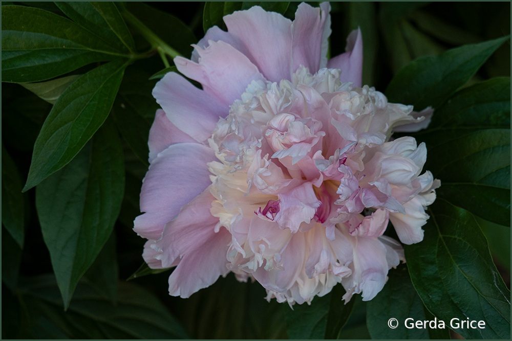 Profile View of Pink Peony