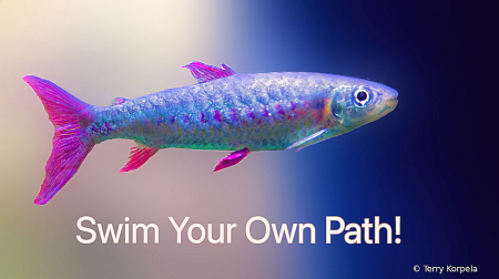 Swim Your Own Path!