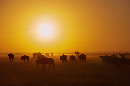 Wildebeest at Dawn