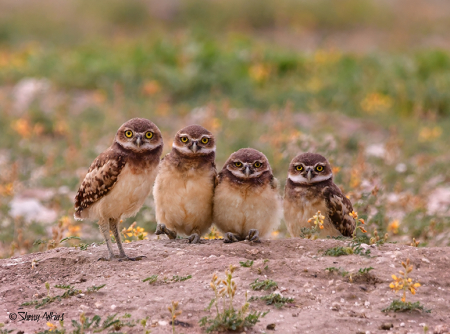 Burrowing Owlettes