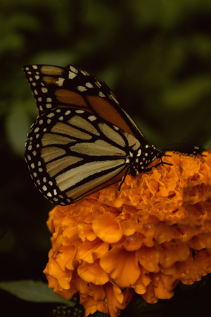Monarch on Orange