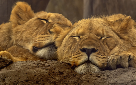 Sleeping Baby Lions