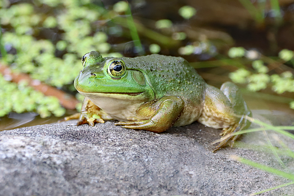 Green Frog 3