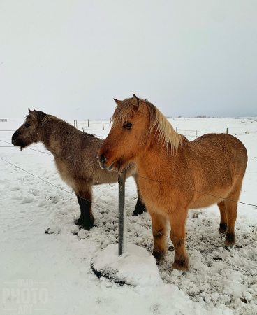 ~ ~ ICELANDIC HORSES ~ ~ 