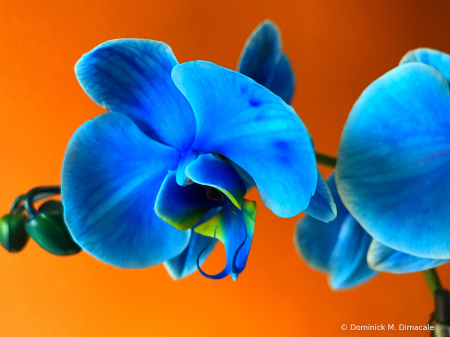 ~ ~ BLUE ORCHID ~ ~ 