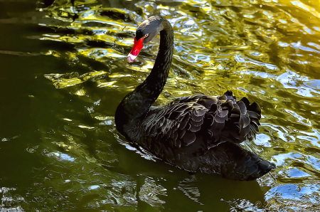 Black Swan Pose