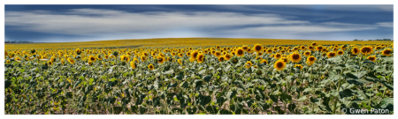 Sunflower Galore