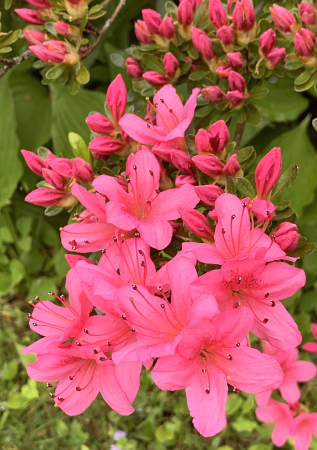rhododendron, in pink 