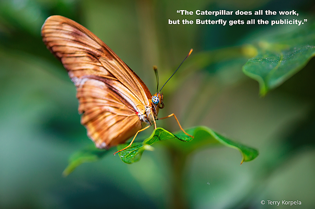 Caterpillar  -  Butterfly