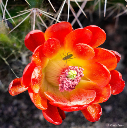 Cactus Blossum
