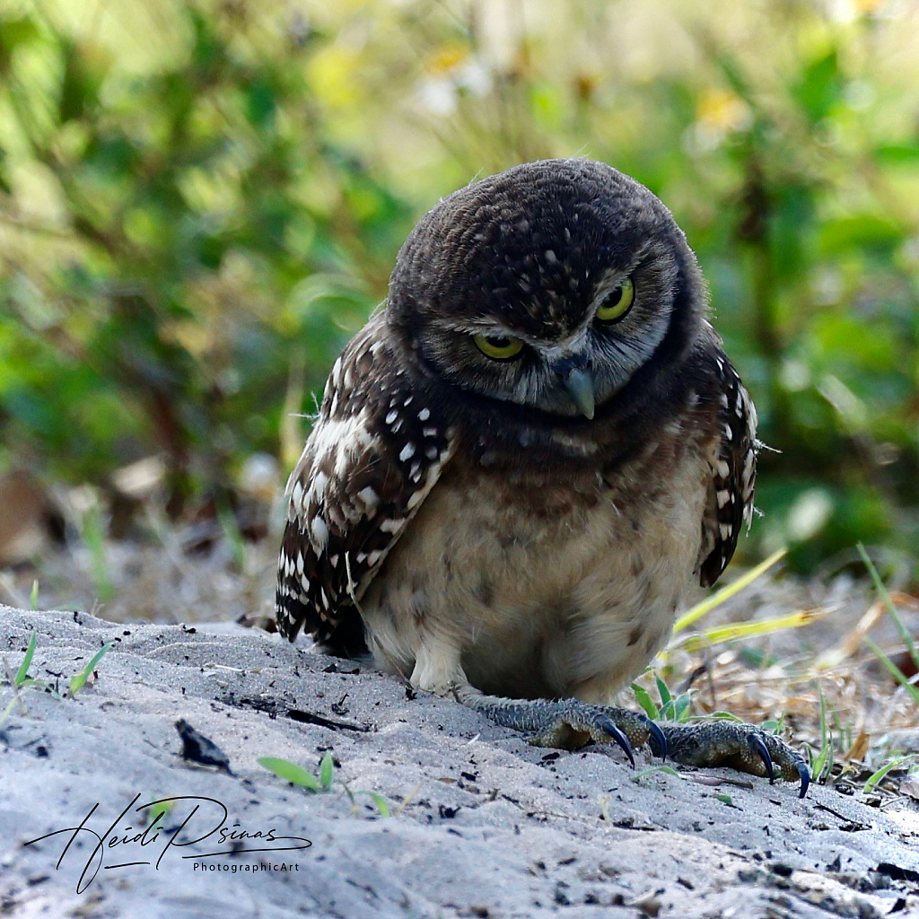 Annoyed Burrowing Owl