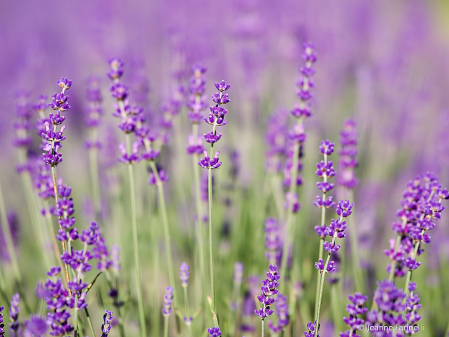 "Lavender Fields Forever"