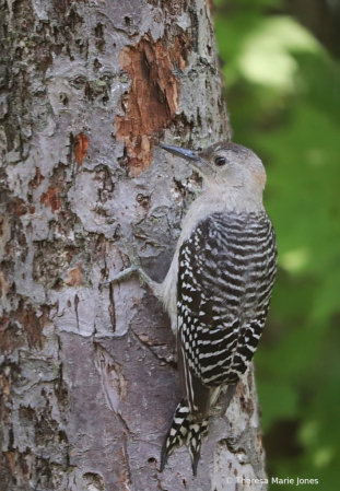 Young Redbelly Woodpecker