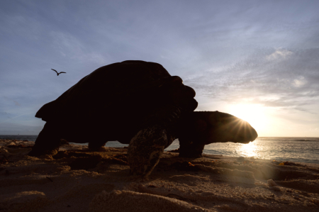 Tortoise At Sunrise