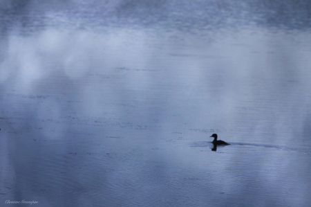 Alone on the Pond