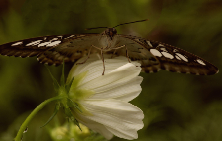Butterfly on White Flower
