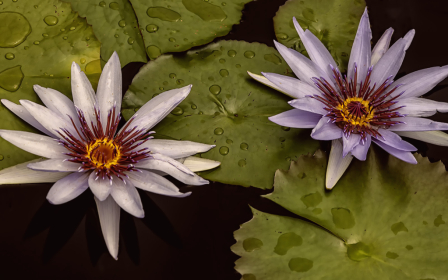 Two Waterlilies