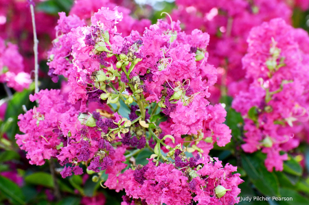 oh, the lacy crepe myrtle.......