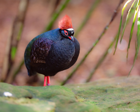 Crested Wood-partridge (male)