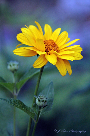 Sweet Sunflower 