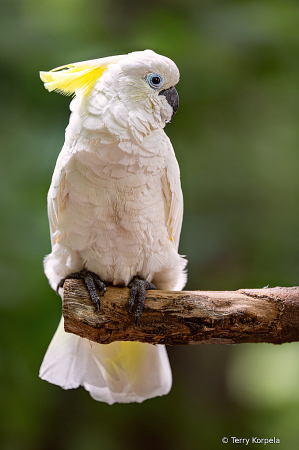 Sulfur Crested Cockatoo