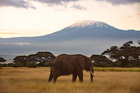 African elephant and Kilimanjaro in the backd