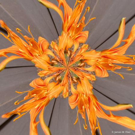 Day Lily Morphed 