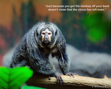 Monkey Wisdom