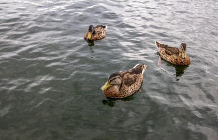 Three Ducks 