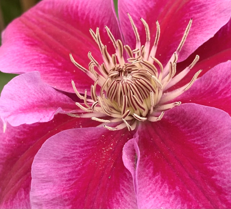 clematis in pink