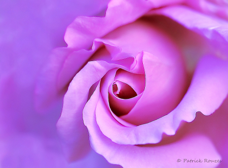 A Purplish Rose
