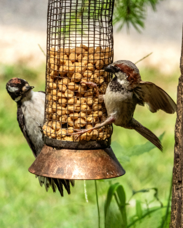 Confrontation At The Feeder