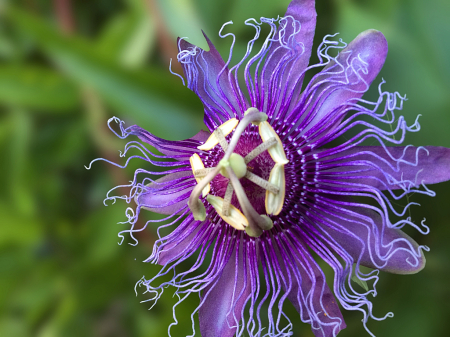 Beauty of the Passion Flower