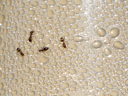 Ant Meeting