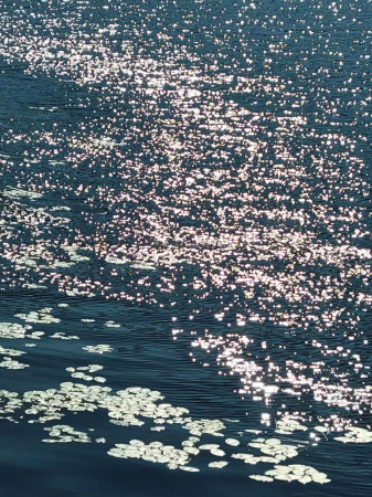 Lily Pads and Sparkles