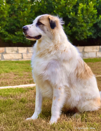 Beautiful Great Pyrenees, Oliver 