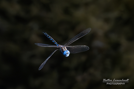 Blue-eyed darner Dragonfly