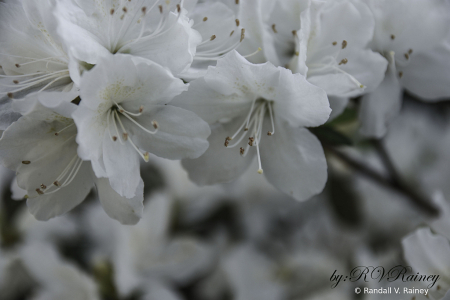 White Blooms in garden...
