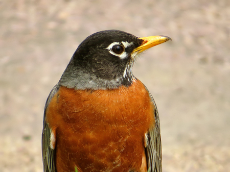 Profile of a Robin
