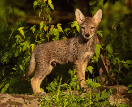 Young Coyote