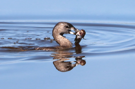 Grebe with his Catch