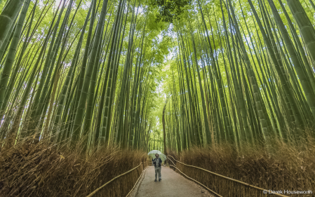 Bamboo Forest