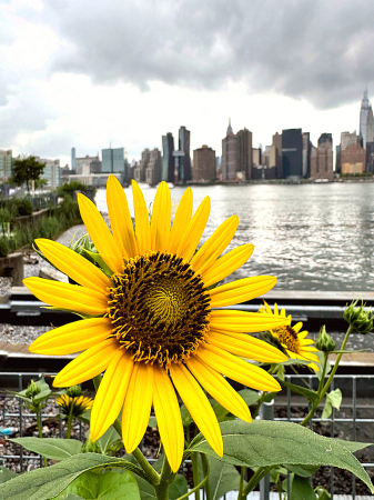 Sunflower on the other side of the City
